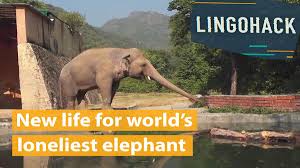 Bbc Learning English Lingohack New Life For World S Loneliest Elephant