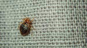 Image result for Bed Bug