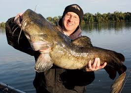 Flatheads are notorious carnivores and prefer live prey. Flathead Catfish Locations In The U S