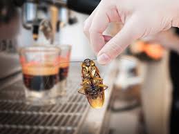 Being able to identify termites is a good skill to have, especially if you're a homeowner. 7 Recommendations To Keep Bugs Out Of Your House Once And For All Dig This Design