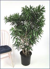 Image result for Dracaena reflexa