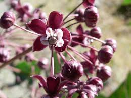 Image result for Persicaria hystricula