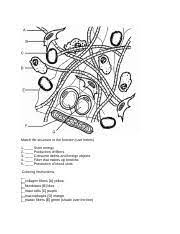 Www.answers.com › â€¦ › blood vessels › human anatomy answer a tendon (or sinew) is a tough band of fibrous connective tissue that connects muscle to bone or muscle to muscle and is. Connective Tissue Matrix Pdf Connective Tissue Matrix Coloring Instructions Collagen Fibers A Yellow Fibroblasts B Blue Mast Cells C Purple Course Hero