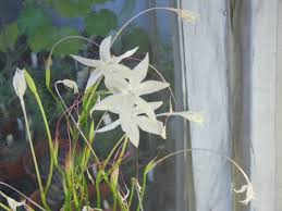 Image result for Afrosolen coeruleus