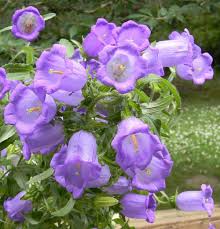 We did not find results for: Photo Of The Bloom Of Canterbury Bells Campanula Medium Posted By Sherriraye Garden Org