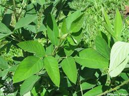 Image result for Cajanus cajan