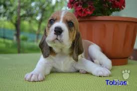 Image result for švycký honič