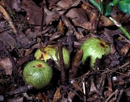 Image result for Ficus sur