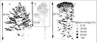 Acer /ˈeɪsər/ is a genus of trees and shrubs commonly known as maples. Example Pine Tree A Poplar Tree B And Maple Tree C All Crown Download Scientific Diagram
