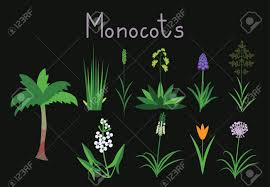 Exaples Of Monocots Plants Collection Royalty Free SVG, Cliparts, Vectors,  and Stock Illustration. Image 59771807.