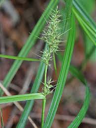 Image result for Scleria mikawana