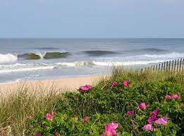 Cape Cod Beach Roses Sand Dunes My Idea Of Heaven Cape Cod Beaches Coastal Travel Beach