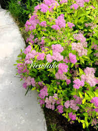 Image result for spirea japonica gold princess