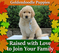 Find out more about the breed, plus we'll give you some tips on finding a reputable breeder of mini goldendoodle puppies. Toy Goldendoodle Puppies Maple Valley Puppies
