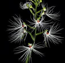 Image result for Habenaria tentaculigera