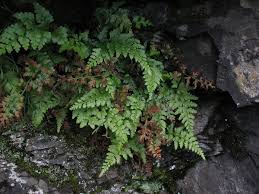 Image result for Asplenium adiantum-nigrum