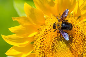 Use your vacuum cleaner take the smallest nozzle of your vacuum cleaner, and get set to clean the carpenter bees. How To Kill Carpenter Bees And Identify Their Damage