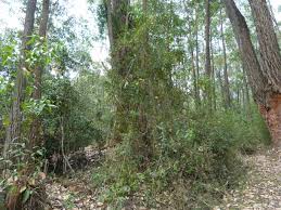 Image result for Smilax anceps