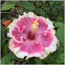 Hibiscus Flower Drinks Hibiscus Hibisco Jardim Plantas
