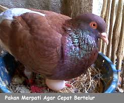 We did not find results for: Cara Agar Burung Merpati Cepat Bertelur Perkutut Nusantara