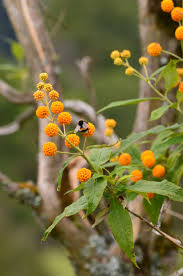 Pin On Flora Native Plants