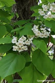 Image result for Bignoniaceae