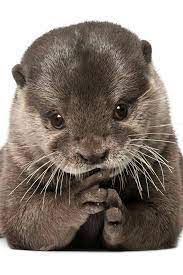 Beautiful And Cute Otter Cute Animals Cute Baby Animals Baby Animals