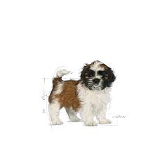 Check out our shih tzu puppy selection for the very best in unique or custom, handmade pieces from our shops. Shih Tzu Puppy Dry Royal Canin