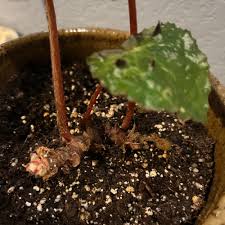 Image result for Begonia elaeagnifolia