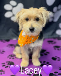 Deena Dalton-Morgan (@deenadeesmobilepetspaw) • Instagram photos and videos