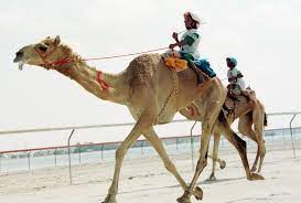 It is derrogatory, but i do not think so derrogatory that you would have to consider it an insult, i'm sure the arabs have words for country bumpkin americans that if said to them. Camel Jockeys Child Slaves Of The Uae Steemit