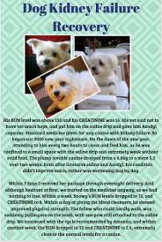Dog Kidney Failure Recovery Dog Treatment Renal Dog Food Dog Renal Failure