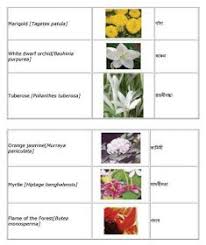English Bengali Grammar Flowers English To Bangla Meaning Flower Names Flowers Name In English Flowers