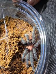 Image result for Pavetta lasiobractea