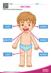 It shows several basic parts of the body (hand, foot, mouth, eyes, ears) and asks kids to trace the names of each to practice writing the words. Matching Preschool Parts Of The Body Worksheet For Kindergarten Preschool Worksheet Gallery