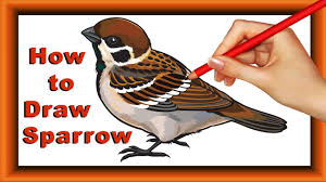 Sparrow Bird Drawing For Kids With Colour Step By Step How To Draw And Color Sparrow For Kids Simple Coloring Page Easy Coloring Pages Sparrow Drawing Drawings