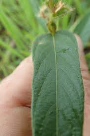 Image result for Eriosema ellipticum