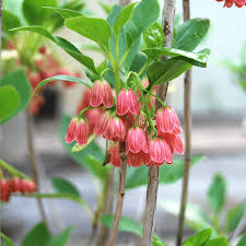 Check spelling or type a new query. Enkianthus Campanulatus Red Bells Deciduous Hardy Shrub Plant 9cm