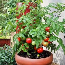 Choose determinate varieties of tomatoes when planting in buckets and grow bags.; Grow Fantastic Tomatoes In Containers