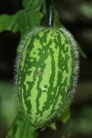 Image result for Peponium