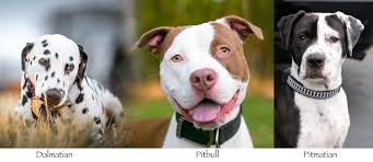 If they are well trained, they will be the good companion. Top 33 Ridiculously Adorable Pitbull Mixes You Will Love In 2021