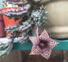 Image result for Xyris parvula