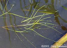 Image result for Stuckenia