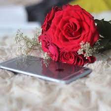 Pin By Alishna خان On Dpz Prfl Profile Picture For Girls Flowers Dp Rose