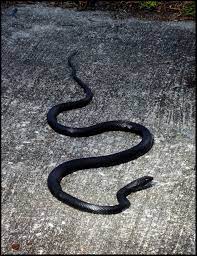 Black Racer Snake At Okefenokee Ga Snake Beautiful Creatures Reptiles
