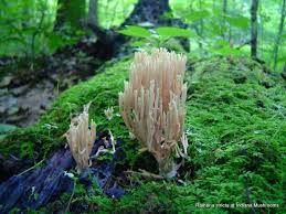 Image result for Ramaria stricta