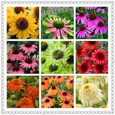 Pin On Garden