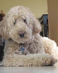 Preferred continental kennel club breeder, ckc registered parents and litters and. Creative Syzygy Mini Goldendoodle Puppies Labradoodle Labradoodle Miniature
