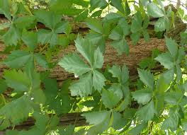 Image result for Aneilema chrysopogon