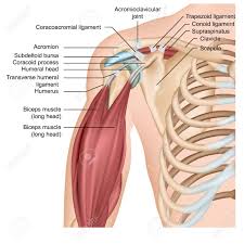You can control your skeletal muscles to walk, run, pick up things, play an instrument, throw a baseball, kick a soccer ball, push a lawnmower, or ride a bicycle 3. Shoulder Anatomy 3d Medical Vector Illustration With Arm Muscles Royalty Free Cliparts Vectors And Stock Illustration Image 124273638